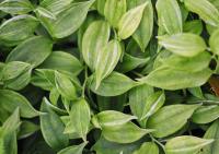 Pale green leathery foliage.